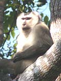 カオヤイ国立公園　バードウォッチング　猿